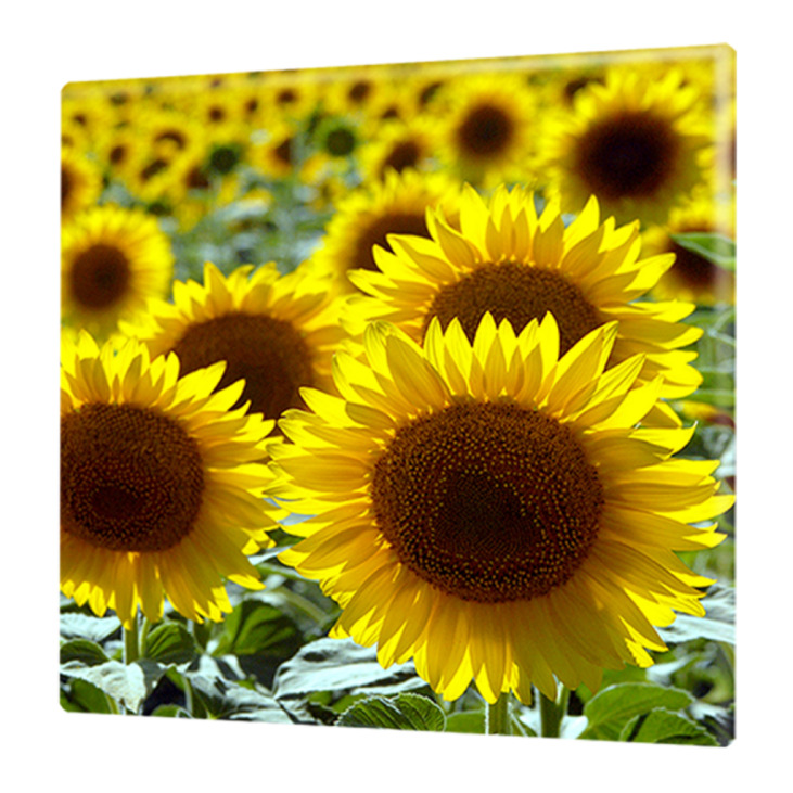 Leinwand 40 x 40 Quadro